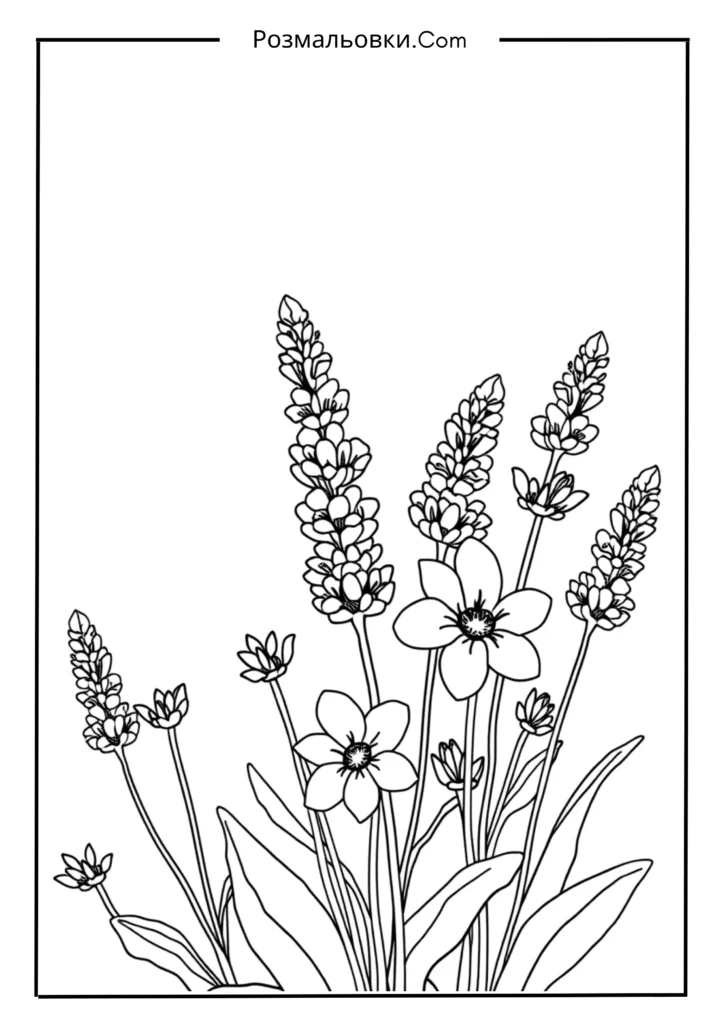 Лавандове натхнення
