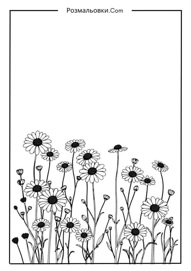 Ромашкове поле