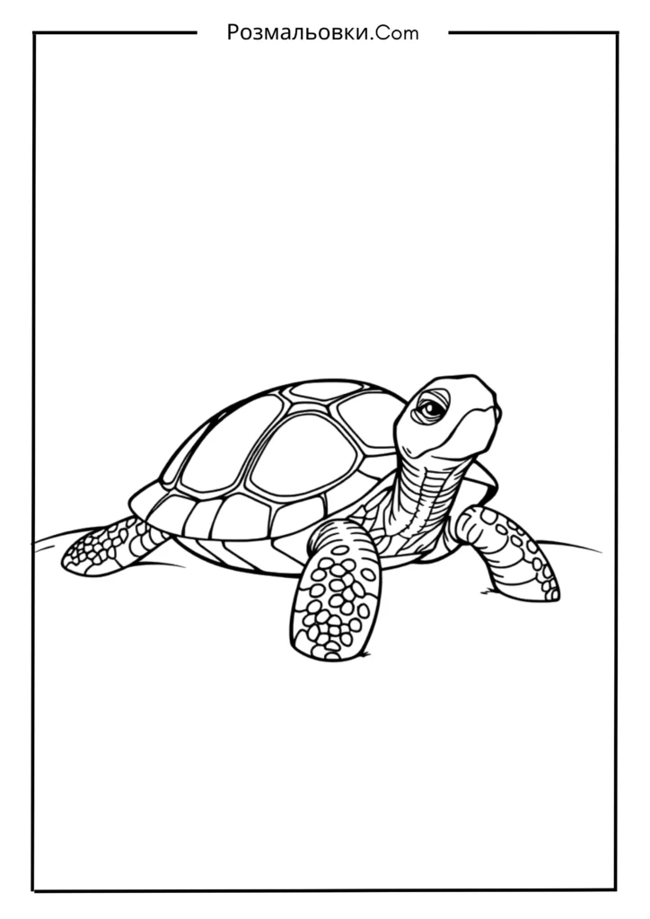 Розмальовка тварини: 20 найкращих ідей для творчості дітей 6 Черепаха на піску
