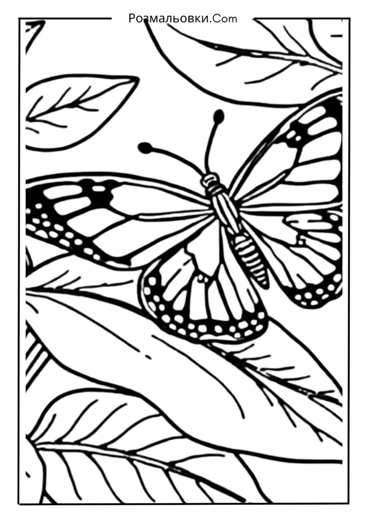 Метелик на листку