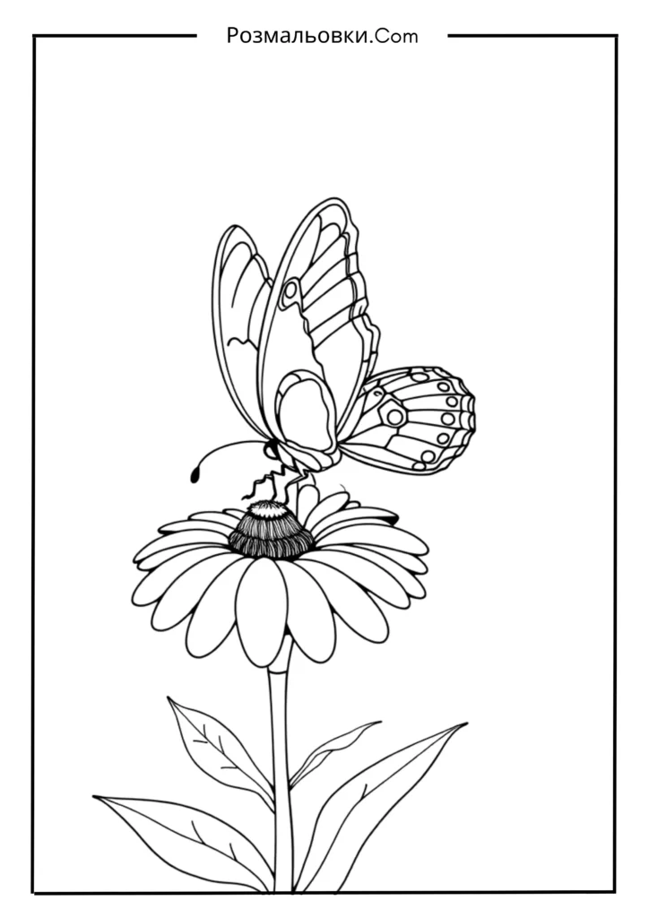 Метелик, що сидить на квітці ромашки